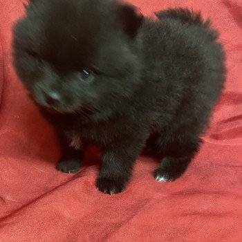 chiot Spitz allemand ANGELIE spitz à réserver Domaine de la Chantelaie