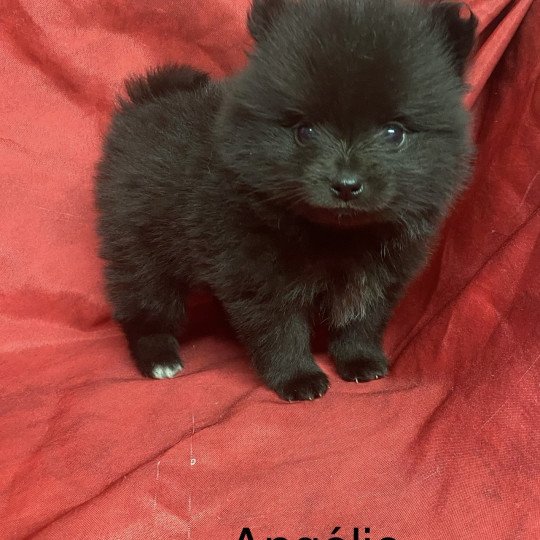 chiot Spitz allemand ANGELIE spitz à réserver Domaine de la Chantelaie