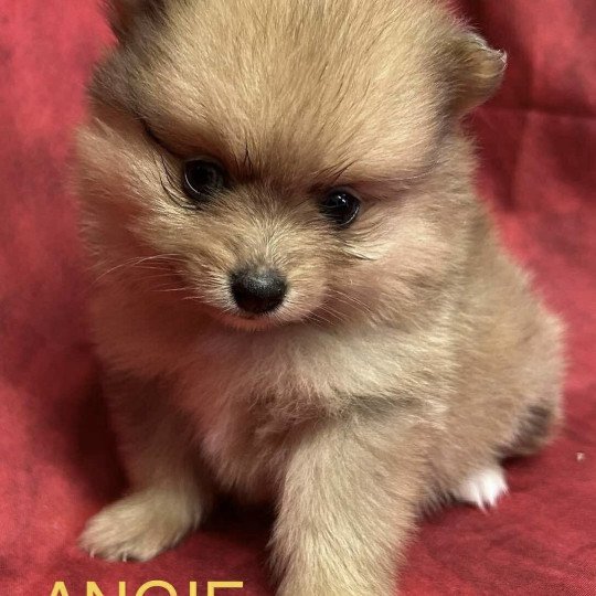 chiot Spitz allemand ANGIE spitz nain Domaine de la Chantelaie