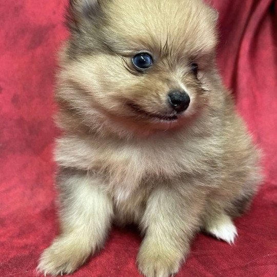 chiot Spitz allemand ANGIE spitz nain Domaine de la Chantelaie