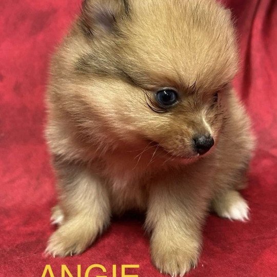 chiot Spitz allemand ANGIE spitz nain Domaine de la Chantelaie