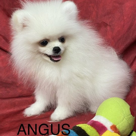 chiot Spitz allemand ANGUS spitz nain poméranien Domaine de la Chantelaie
