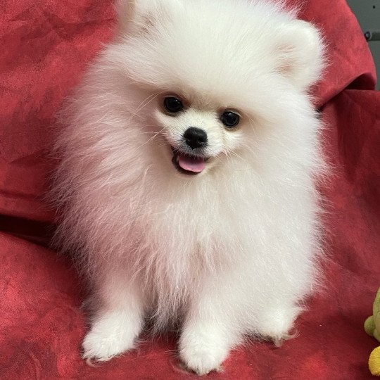 chiot Spitz allemand ANGUS spitz nain poméranien Domaine de la Chantelaie