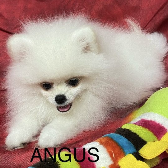 chiot Spitz allemand ANGUS spitz nain poméranien Domaine de la Chantelaie