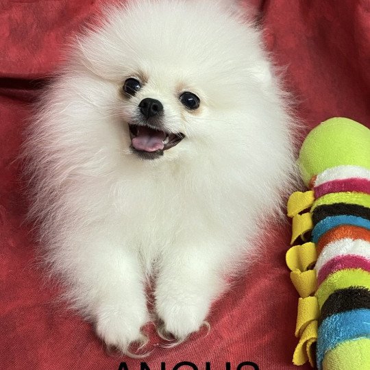 chiot Spitz allemand ANGUS spitz nain poméranien Domaine de la Chantelaie