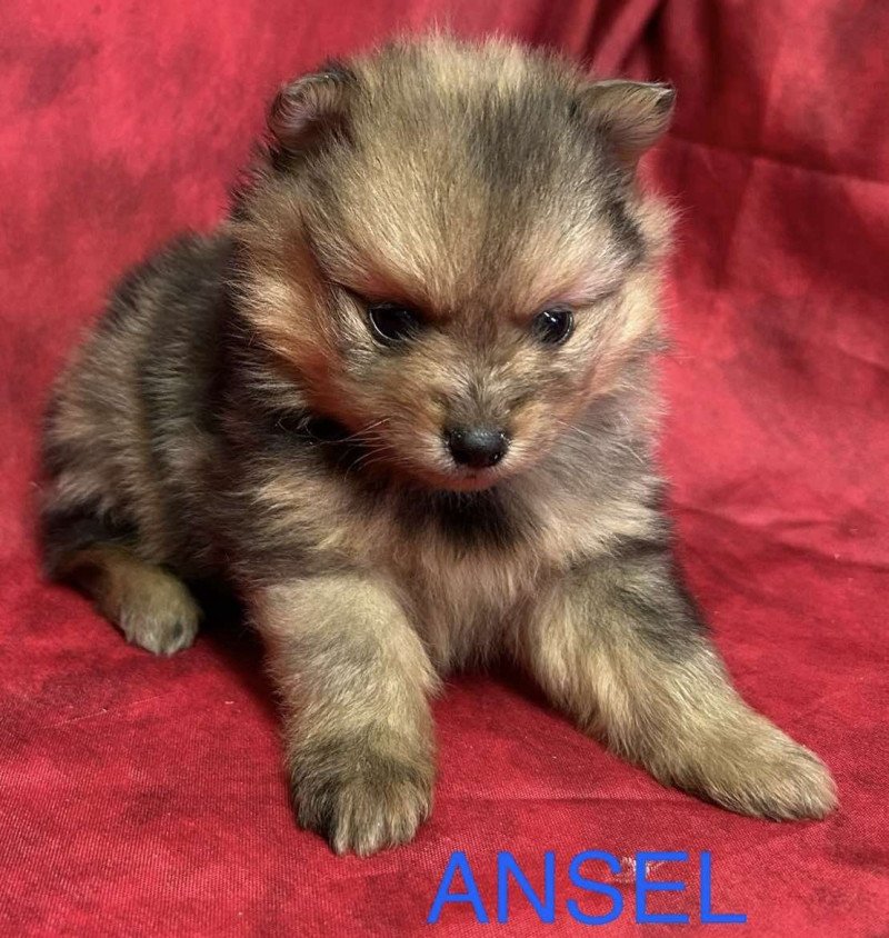 ANSEL spitz Mâle Spitz allemand