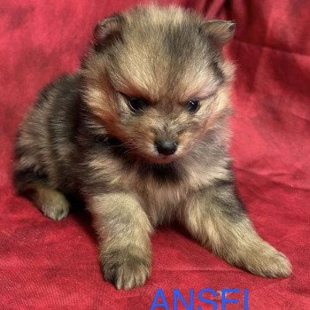 chiot Spitz allemand ANSEL spitz Domaine de la Chantelaie
