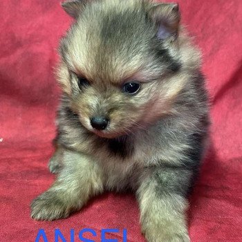 chiot Spitz allemand ANSEL spitz Domaine de la Chantelaie