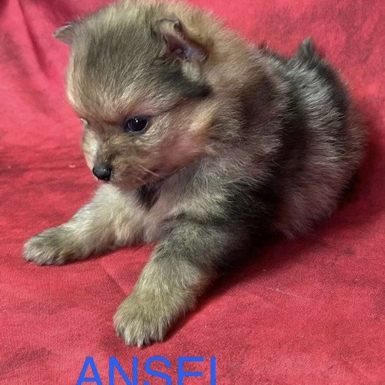 chiot Spitz allemand ANSEL spitz Domaine de la Chantelaie
