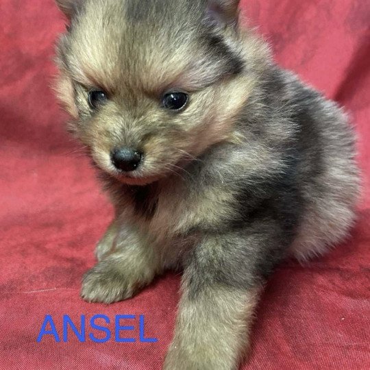 chiot Spitz allemand ANSEL spitz Domaine de la Chantelaie