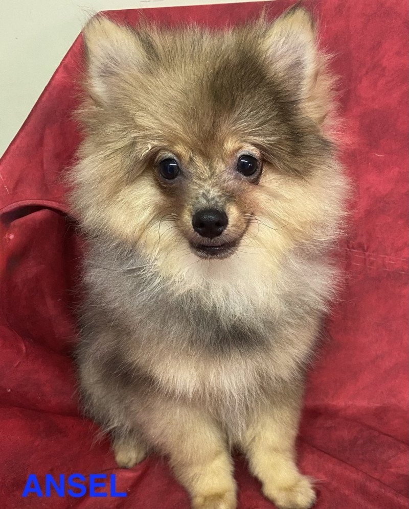 ANSEL spitz Mâle Spitz allemand