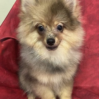 chiot Spitz allemand ANSEL spitz Domaine de la Chantelaie
