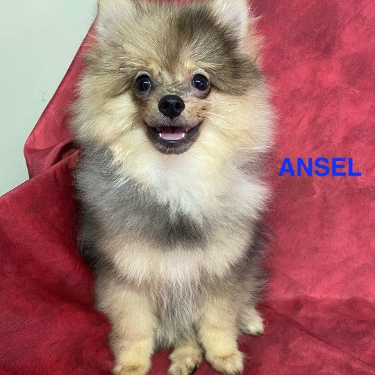 chiot Spitz allemand ANSEL spitz Domaine de la Chantelaie