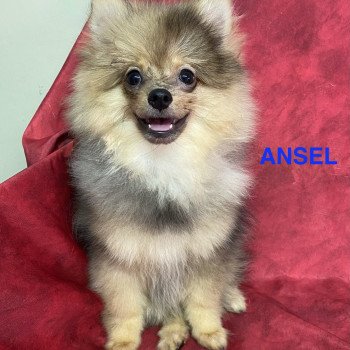 chiot Spitz allemand ANSEL spitz Domaine de la Chantelaie
