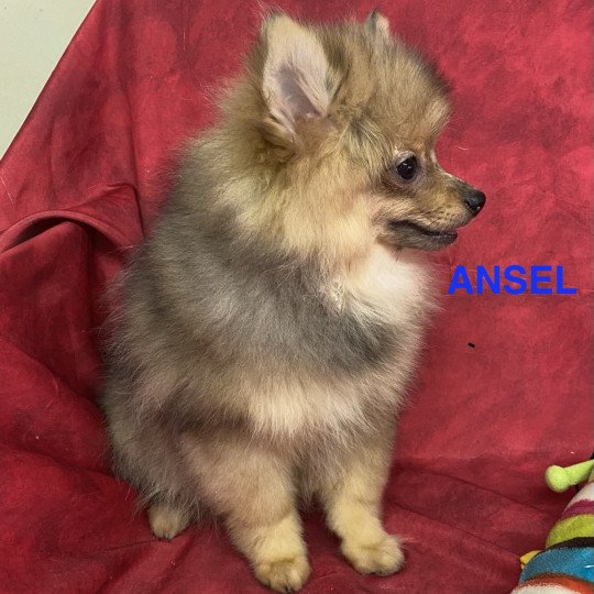 chiot Spitz allemand ANSEL spitz Domaine de la Chantelaie