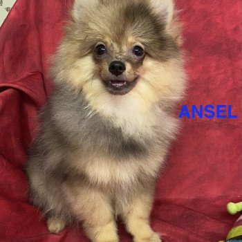 chiot Spitz allemand ANSEL spitz Domaine de la Chantelaie