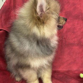 chiot Spitz allemand ANSEL spitz Domaine de la Chantelaie