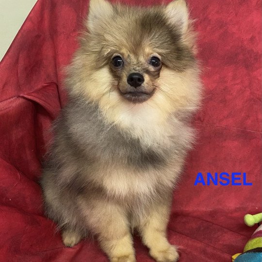 chiot Spitz allemand ANSEL spitz Domaine de la Chantelaie