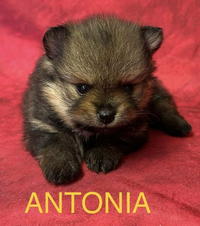 ANTONIA spitz nain Femelle Spitz allemand