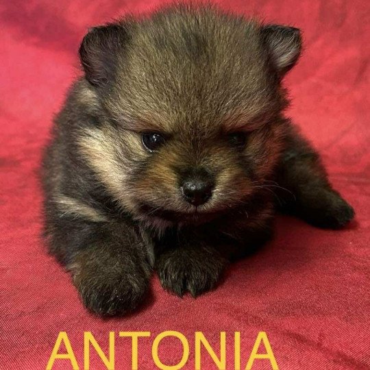 chiot Spitz allemand ANTONIA spitz nain Domaine de la Chantelaie