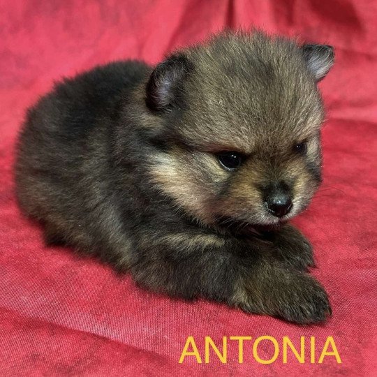 chiot Spitz allemand ANTONIA spitz nain Domaine de la Chantelaie