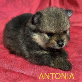 chiot Spitz allemand ANTONIA spitz nain Domaine de la Chantelaie