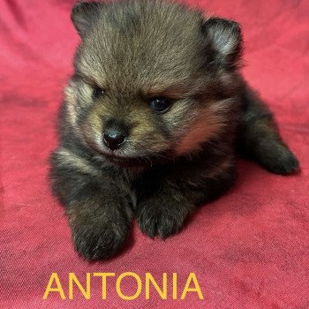 chiot Spitz allemand ANTONIA spitz nain Domaine de la Chantelaie
