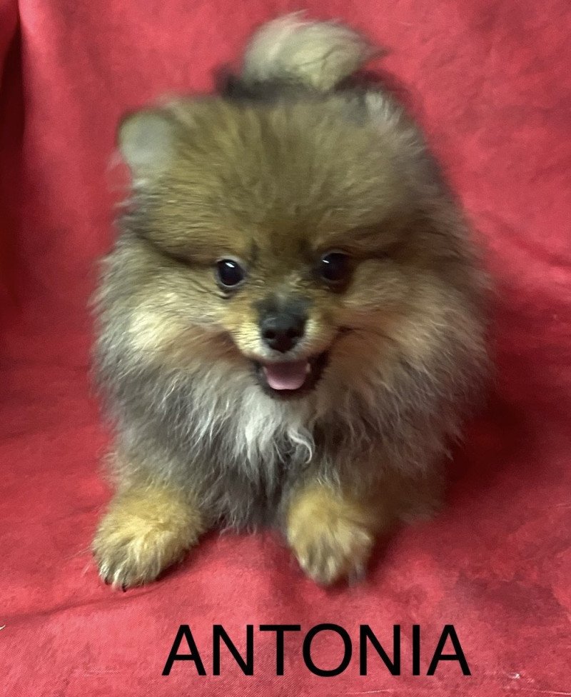 ANTONIA spitz nain Femelle Spitz allemand