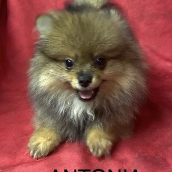 chiot Spitz allemand ANTONIA spitz nain Domaine de la Chantelaie