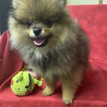 chiot Spitz allemand ANTONIA spitz nain Domaine de la Chantelaie
