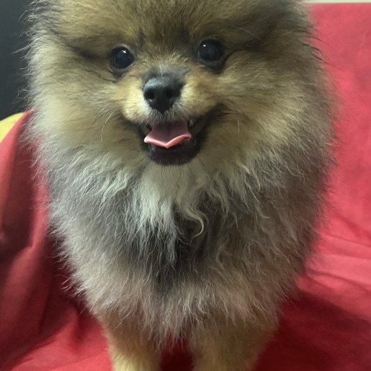 chiot Spitz allemand ANTONIA spitz nain Domaine de la Chantelaie