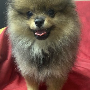 chiot Spitz allemand ANTONIA spitz nain Domaine de la Chantelaie