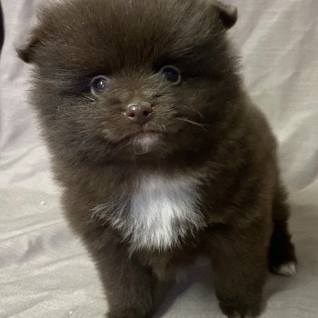 chiot Spitz allemand APIE spitz à réserver Domaine de la Chantelaie