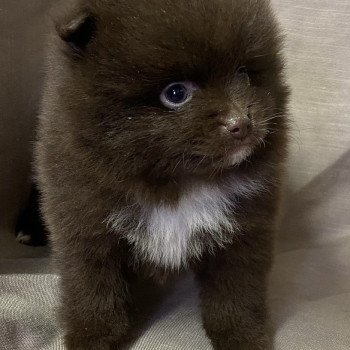 chiot Spitz allemand APIE spitz à réserver Domaine de la Chantelaie