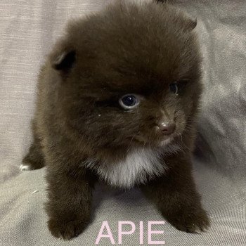 chiot Spitz allemand APIE spitz à réserver Domaine de la Chantelaie