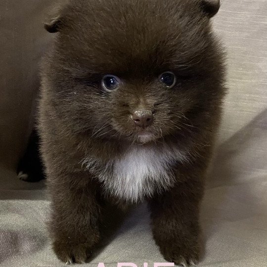 chiot Spitz allemand APIE spitz à réserver Domaine de la Chantelaie