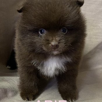 chiot Spitz allemand APIE spitz à réserver Domaine de la Chantelaie