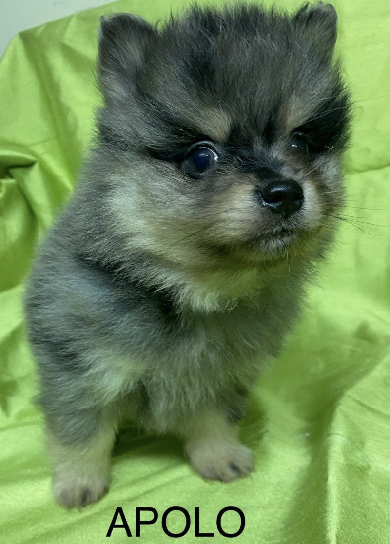 APOLO spitz Mâle Spitz allemand