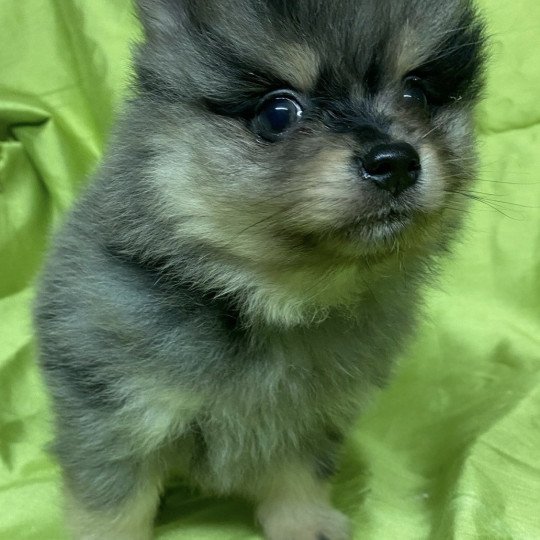 chiot Spitz allemand APOLO spitz Domaine de la Chantelaie