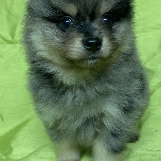 chiot Spitz allemand APOLO spitz Domaine de la Chantelaie