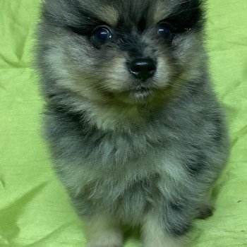 chiot Spitz allemand APOLO spitz Domaine de la Chantelaie