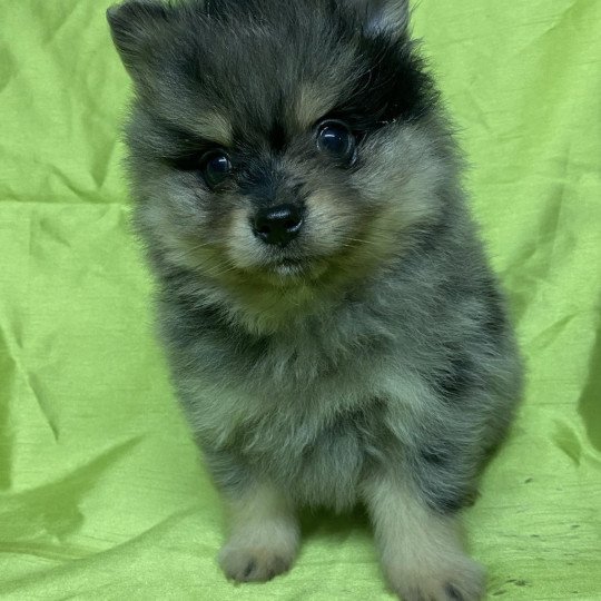 chiot Spitz allemand APOLO spitz Domaine de la Chantelaie