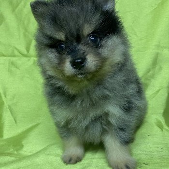 chiot Spitz allemand APOLO spitz Domaine de la Chantelaie