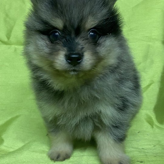 chiot Spitz allemand APOLO spitz Domaine de la Chantelaie