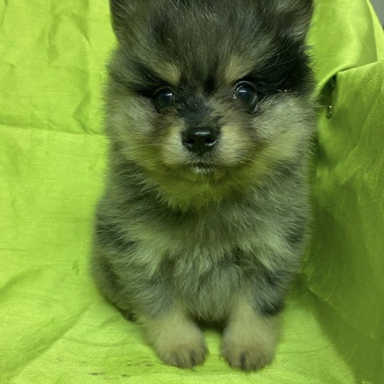 chiot Spitz allemand APOLO spitz Domaine de la Chantelaie