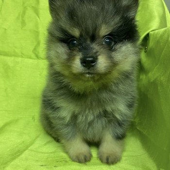 chiot Spitz allemand APOLO spitz Domaine de la Chantelaie