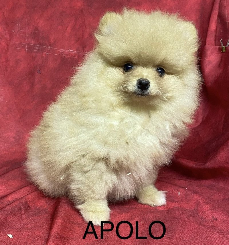 APOLO spitz nain Mâle Spitz allemand