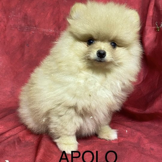 chiot Spitz allemand APOLO spitz Domaine de la Chantelaie