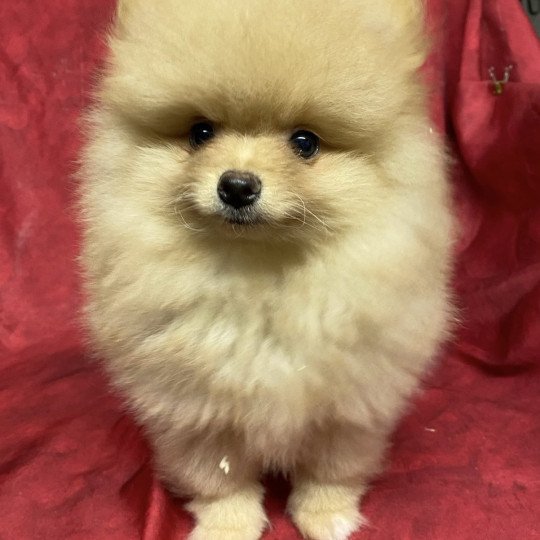 chiot Spitz allemand APOLO spitz Domaine de la Chantelaie
