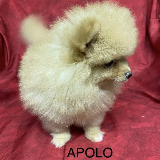 chiot Spitz allemand APOLO spitz Domaine de la Chantelaie